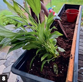 Växtvägg: Fyll jord och växter i balkonglådorna Växtvägg: Fyll jord och växter i balkonglådorna